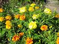 2002-0910marigolds